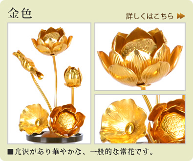 金色：光沢があり華やかな、一般的な常花です。
