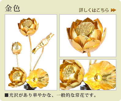 金色：光沢があり華やかな、一般的な常花です。