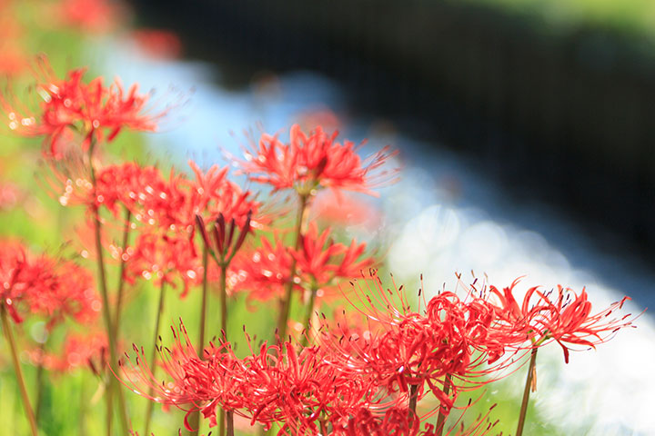 仏壇のお供えの花